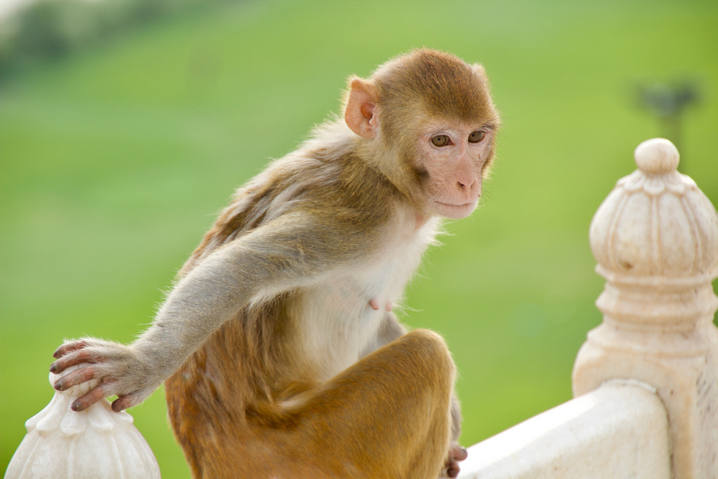 তাজমহলে বানরের অত্যাচারে বিরক্ত পর্যটকরা