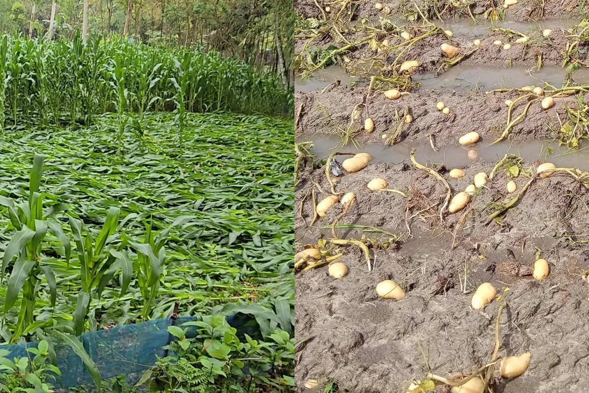 ঠাকুরগাঁওয়ে হঠাৎ বৃষ্টিতে ব্যাপক ক্ষয়ক্ষতি, বিপাকে কৃষক
