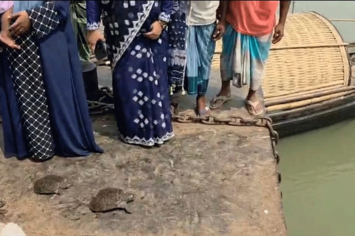 সোনারগাঁয়ে পাচারকালে ১৩ কচ্ছপ উদ্ধার, জরিমানা