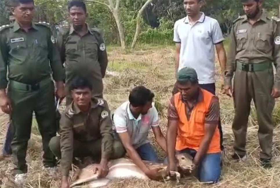 লোকালয়ে আসা হরিণ সুন্দরবনে অবমুক্ত